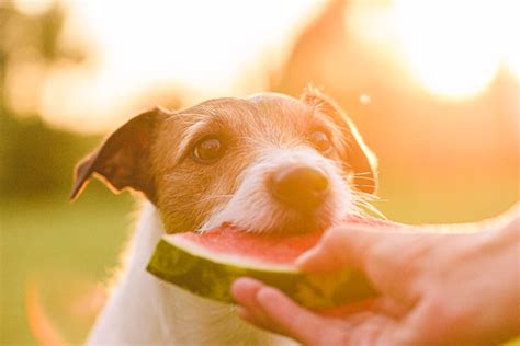 Golosinas saludables para perros este verano