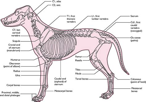 Skeletal system | Veterian Key