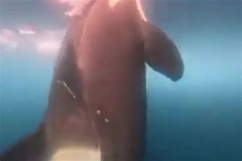 Spectacular footage captures orca 'orchestra' underwater