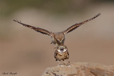 This Insane Photo Captures Two Young Owlets Play-Fighting - 500px