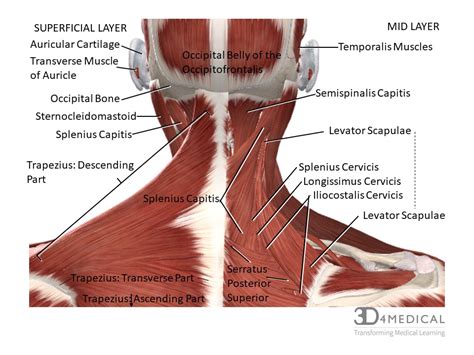 Posterior Cervical Spine Muscles | Hot Sex Picture