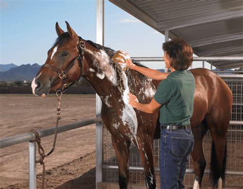 How to Get the Most Out of Your Equine Grooming Products