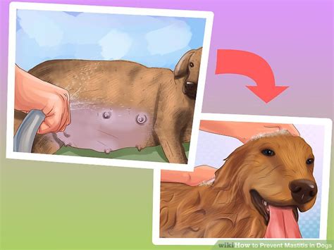 3 Ways to Prevent Mastitis in Dogs - wikiHow