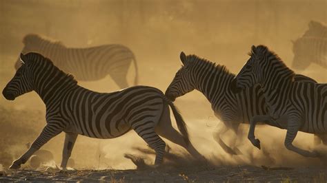 Great Zebra Exodus | Nature | PBS