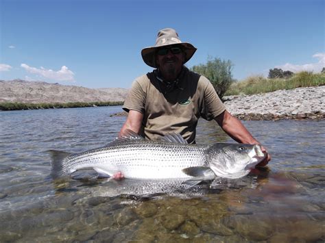 The one-of-a-kind Colorado River chain | Western Outdoor News