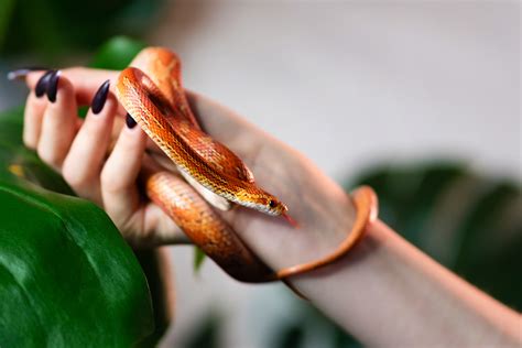 8 Best Pet Reptiles For All Ages - McGehee Clinic for Animals