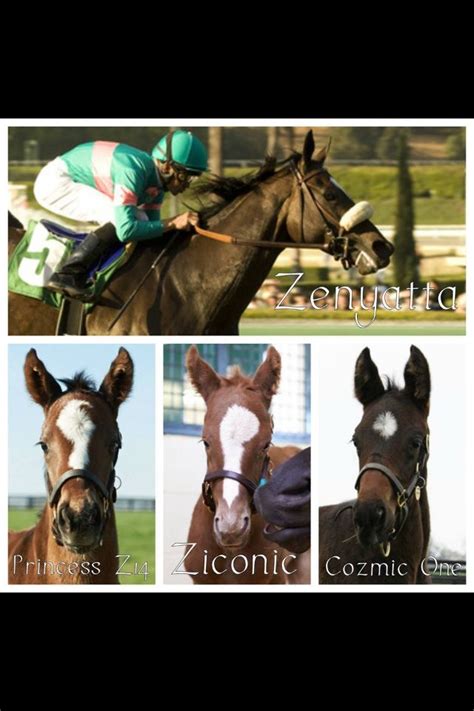 Zenyatta's foals | Thoroughbred horse racing, Zenyatta horse, Beautiful horses