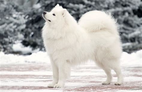 8 Dog Breeds That Love the Snow | BeChewy