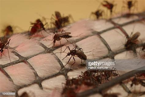 Asian Tiger Mosquito Bite Photos and Premium High Res Pictures - Getty ...