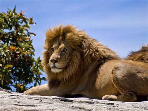 Lion - the king of animals. | DinoAnimals.com