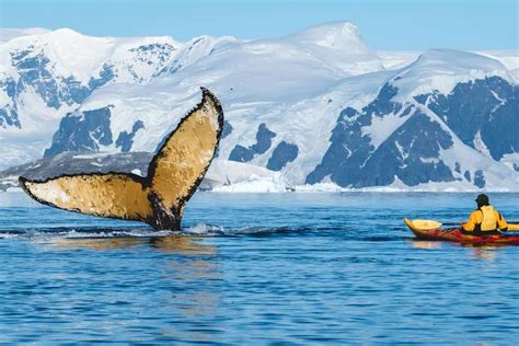 Incredible Encounters With The Wildlife In Antarctica - NOMADasaurus Adventure Travel Blog