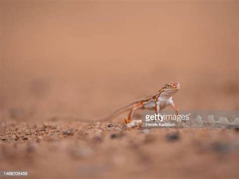 Namaqua National Park Photos and Premium High Res Pictures - Getty Images