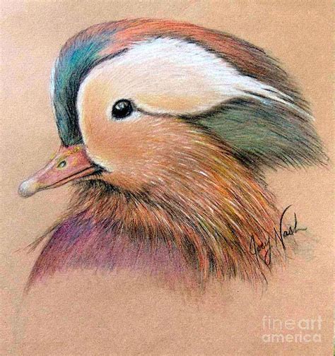 Mandarin Duck Drawing by Joey Nash