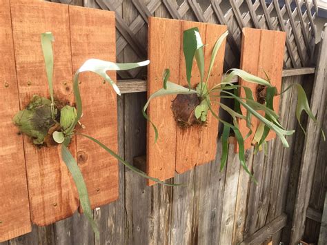 Stag horn Fern mounted on cedar boards. I took "pups" from my large stag horn for this area ...