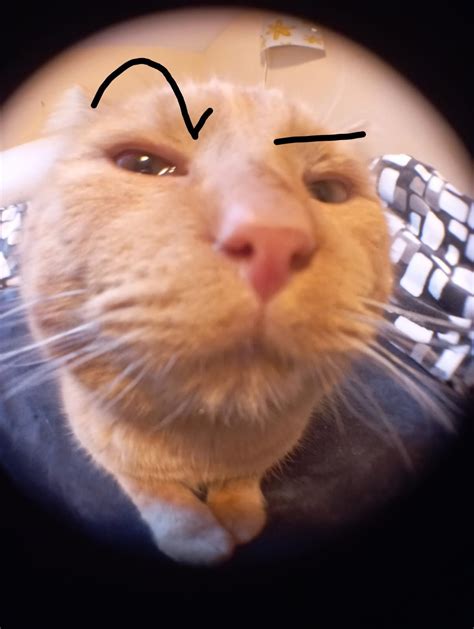 Cat eyebrows | Gatti