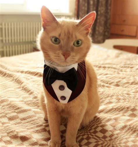 Cat Tuxedo Halloween Costumes | POPSUGAR Pets