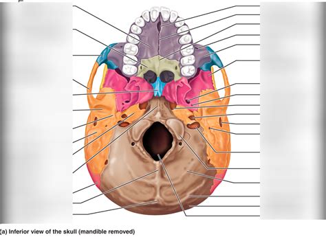 Skull Bones Anatomy 2 Diagram | Quizlet