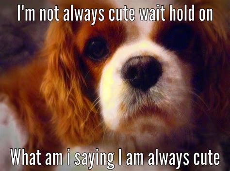 Funny King Charles Spaniel at James Haugen blog