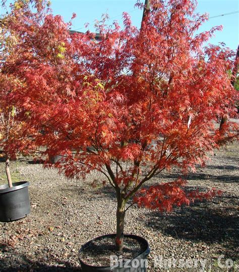 Seiryu Weeping Japanese Maple Sooner Plant Farm, 40% OFF