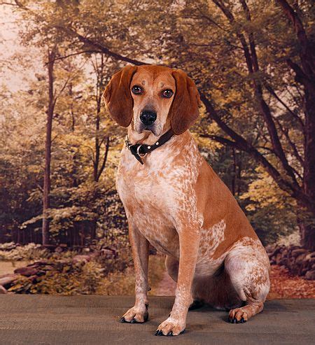 redtick coonhound image - Google Search | Coonhound, English coonhound, Red tick coonhound