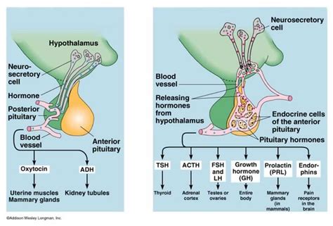 Hypothalamic Pituitary Hormone overview | emmanuelsegmen | Flickr