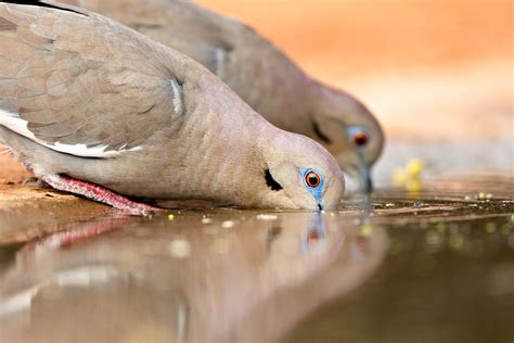 White-winged Dove | Audubon Field Guide