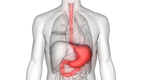 Gastric Emptying Study: Test Prep, Purpose, Results