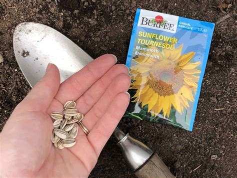 How To Plant Sunflower Seed | Storables