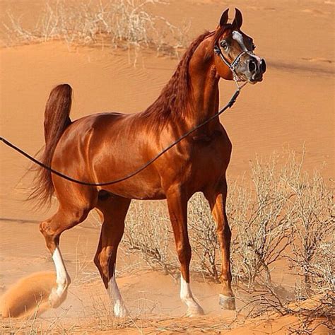 Mighty Fine Looking Chestnut Arabian Standing in the Desert ...