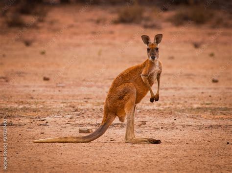 Red kangaroo (Macropus rufus) in the desert looking at the camera ...