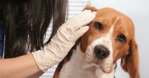 Ear Infection in Dogs: Risk, Prevention & Treatment | Pet Reader