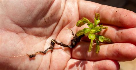 Venus Flytrap Seeds: Grow Your Own Carnivorous Plant!