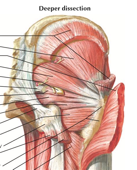 Gluteal Dissection Deep Diagram | Quizlet