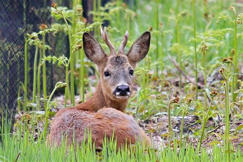 Species of UK: Week 63: Roe Deer ('Capreolus capreolus')