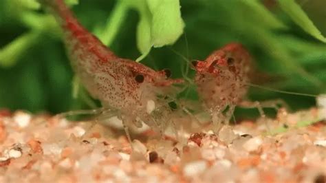 How to grade cherry shrimp? – Aquarium Shrimp Keeping