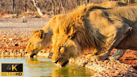 4K African Wildlife: Chobe National Park - Real Sounds of Africa - 4K ...