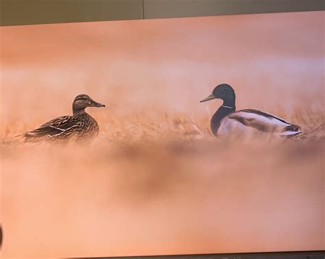 “Mallard Ducks” Nature At Its Finest | Ina's Gallery