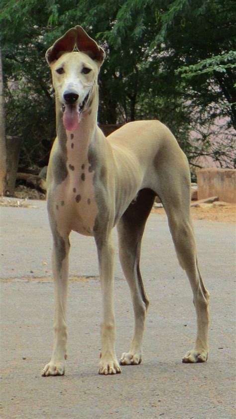 Kanni - Wikipedia | Dog breeds, Dog breeds list, Large dog breeds