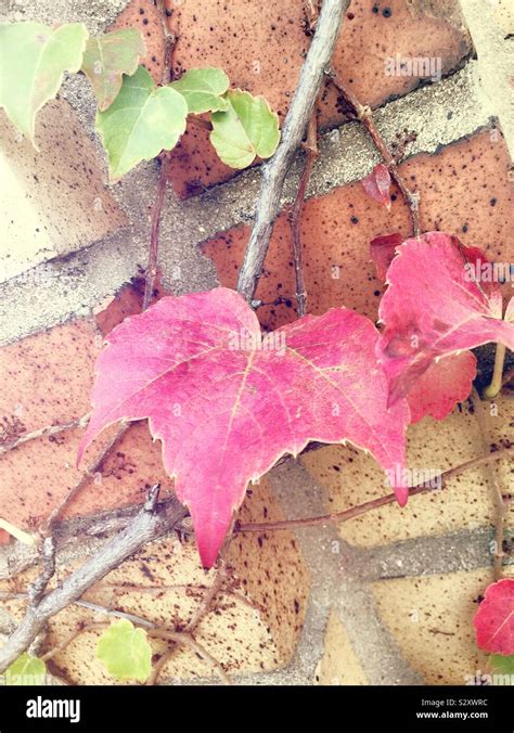 Brightly colored red and green ivy leaves on a brick wall on a sunny autumn afternoon, USA Stock ...