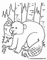 Beaver Coloring Page At GetColoringscom  Free Printable Colorings sketch template