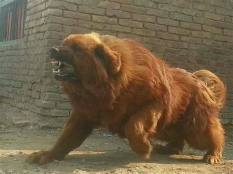 Tibetan Mastiff vs African Leopardess | The Food Chain