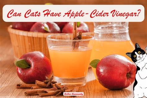 Can Cats Have Apple Cider Vinegar? A Comprehensive Guide • Kritter Kommunity