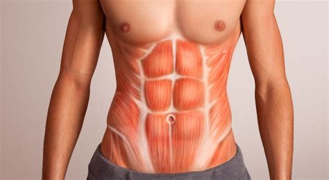 Músculos del abdomen: cuáles son y cómo puedo fortalecerlos - MENzig