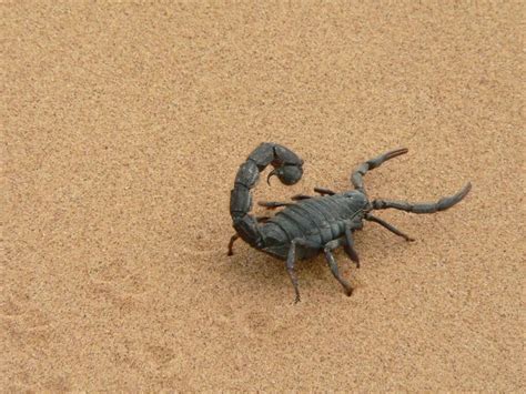 Why do scorpions live in the desert? How they survive in desert?