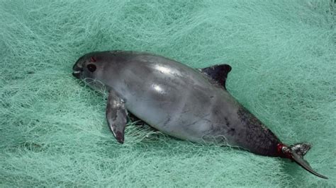 La vaquita marina en peligro de extinción