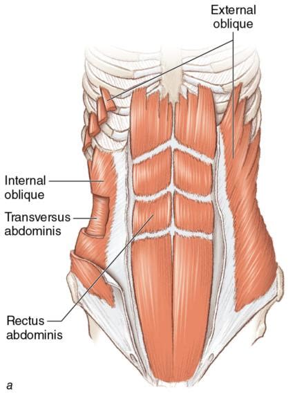 Build Your Core – Human Kinetics