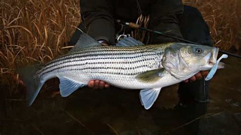 9 Best Striper Lures for River Fishing (2022) - Bass Tackle Lures