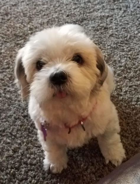 Dog for adoption - Bella ~ Adoption Pending, a Shih Tzu & Lhasa Apso Mix in Youngstown, OH ...