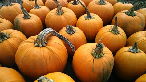Free Images : plastic, fall, food, produce, vegetable, autumn, pumpkin, halloween, season, gourd ...