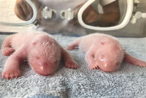 Giant Panda Twins Born in China